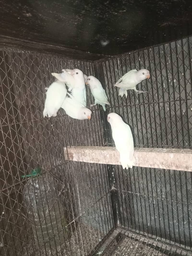 ALBINO BLACK EYE CHICKS FOR SALE 3