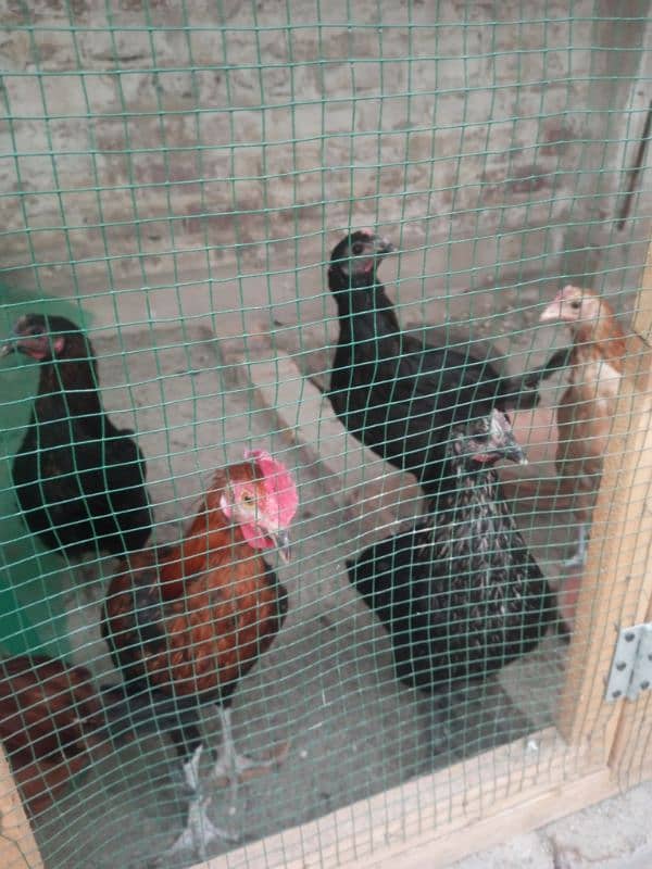 Mix Misri murgi (Hens) 2