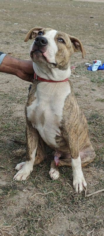 American pitbull male available for sale 1