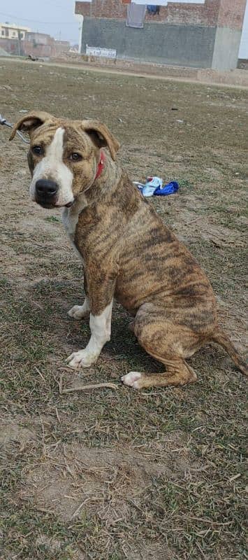 American pitbull male available for sale 2