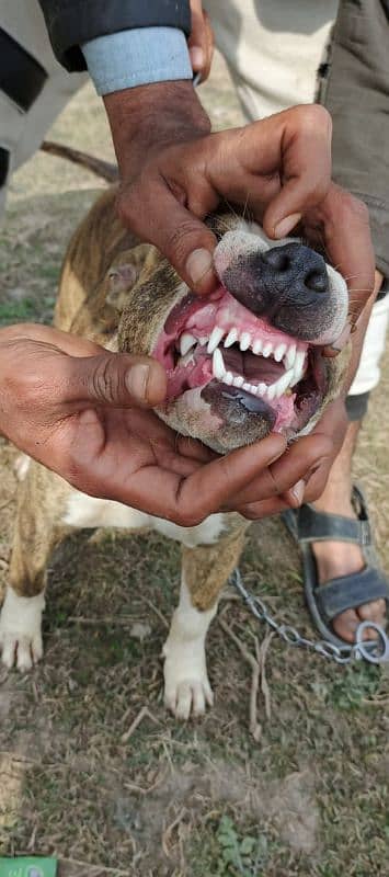 American pitbull male available for sale 3