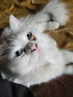 9-10 months Old Persian Male