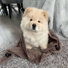 chow chow puppies available looking for a new home