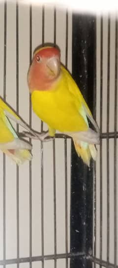 red eyes common lutino breeder pair 1.5  age hai big size and helthy