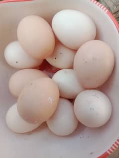 aseel eggs