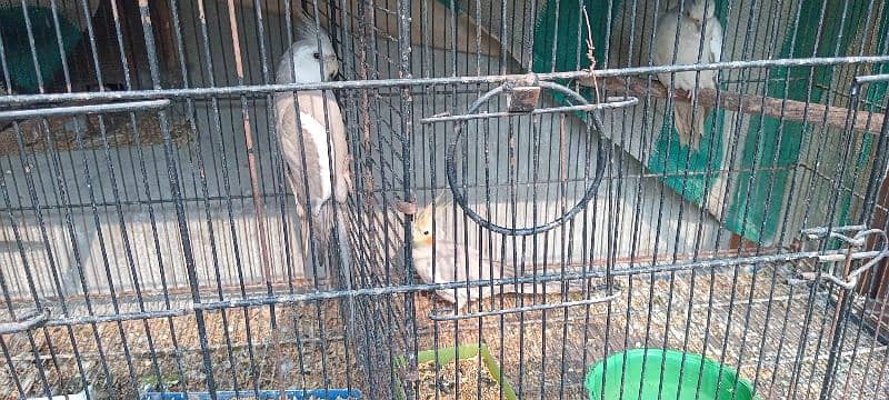 all parrot for sale 1