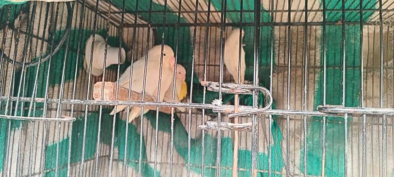 all parrot for sale 2