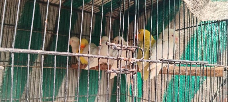 all parrot for sale 3