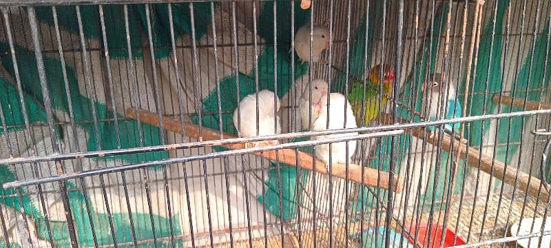 all parrot for sale 4