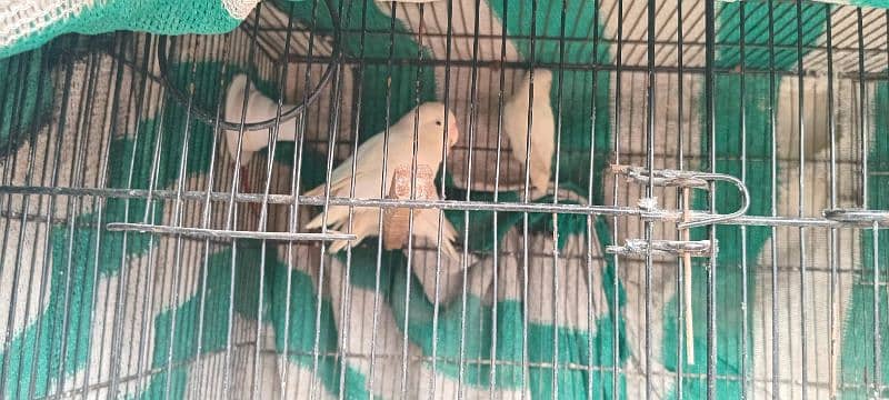 all parrot for sale 5