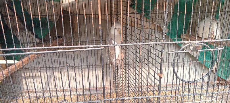 all parrot for sale 6