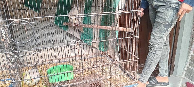 all parrot for sale 7