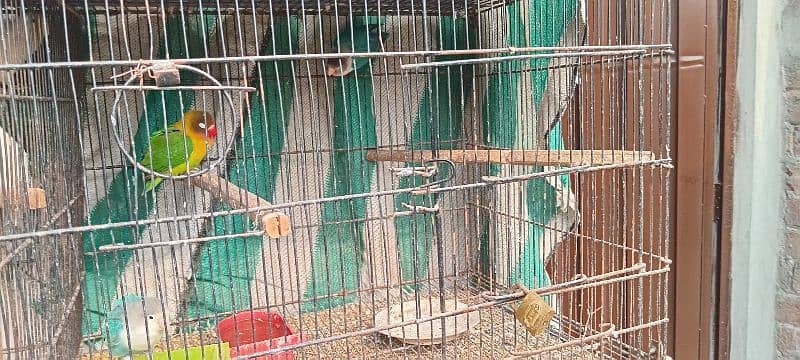 all parrot for sale 8