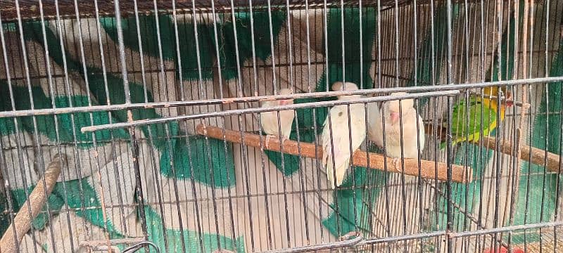 all parrot for sale 9