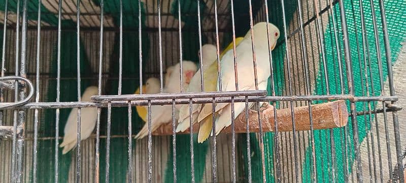 all parrot for sale 10