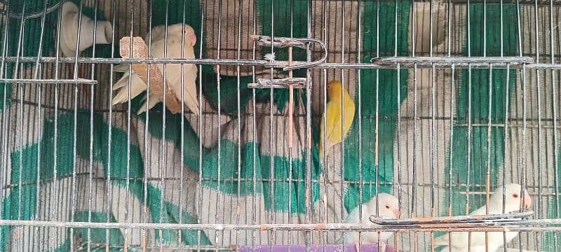 all parrot for sale 11