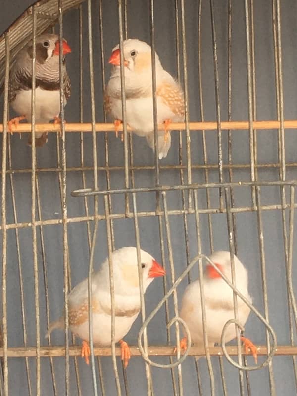 breeder finches available 0