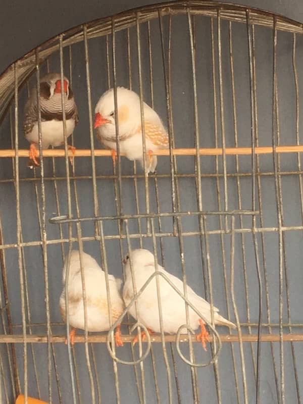 breeder finches available 1