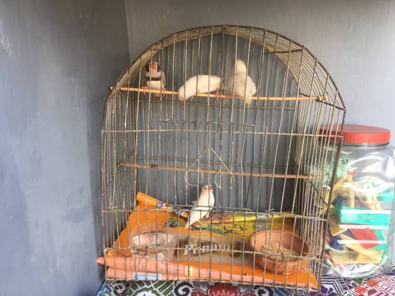 breeder finches available 2