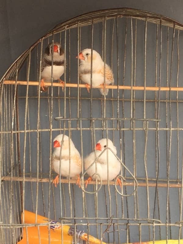 breeder finches available 3