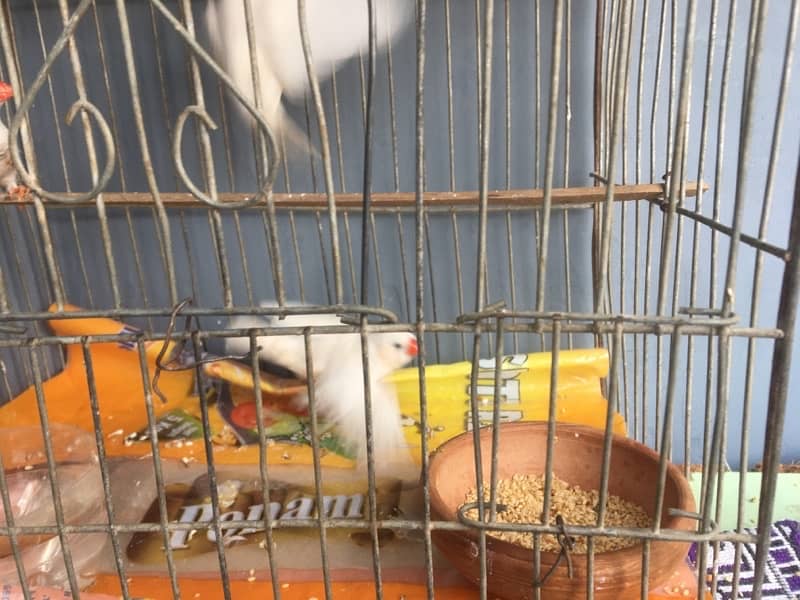 breeder finches available 4