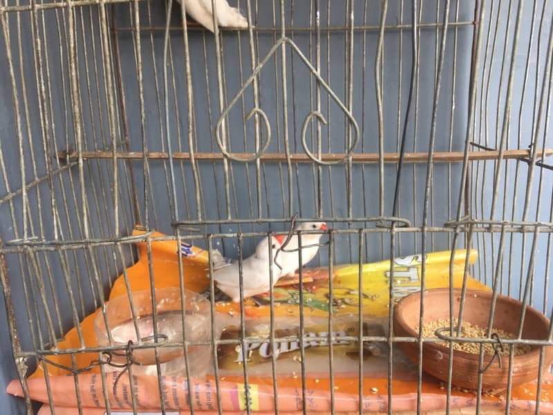 breeder finches available 5