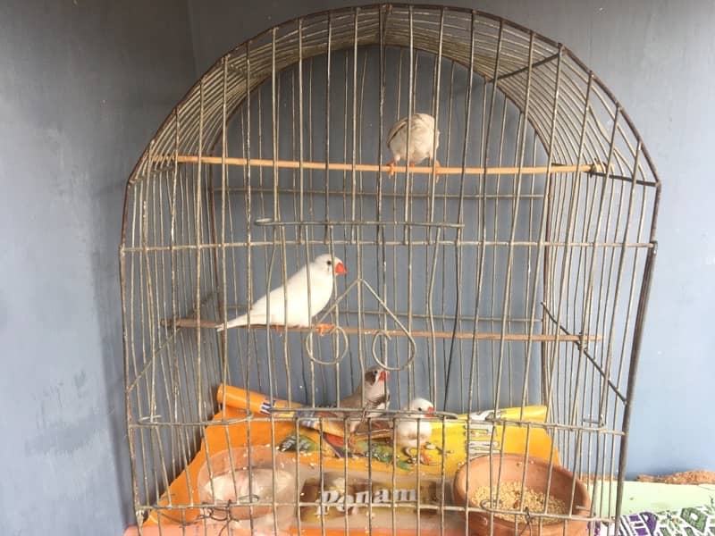 breeder finches available 6