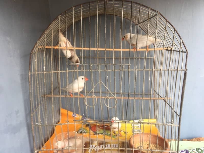 breeder finches available 7