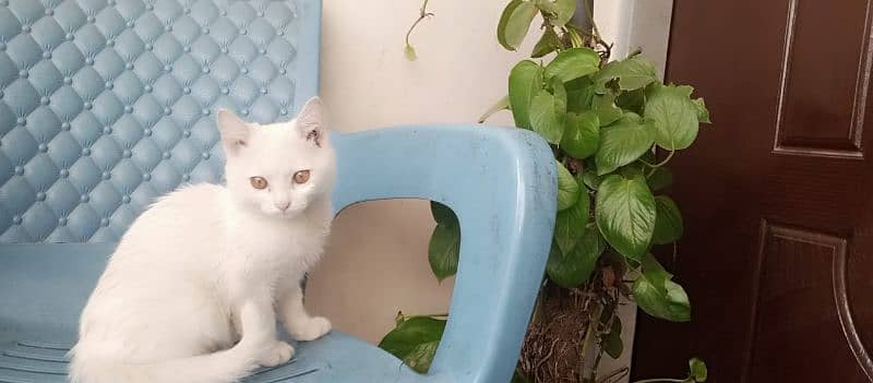 kitten Persian 12