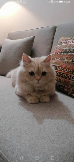 Adorable Persian Triple coat Kitten