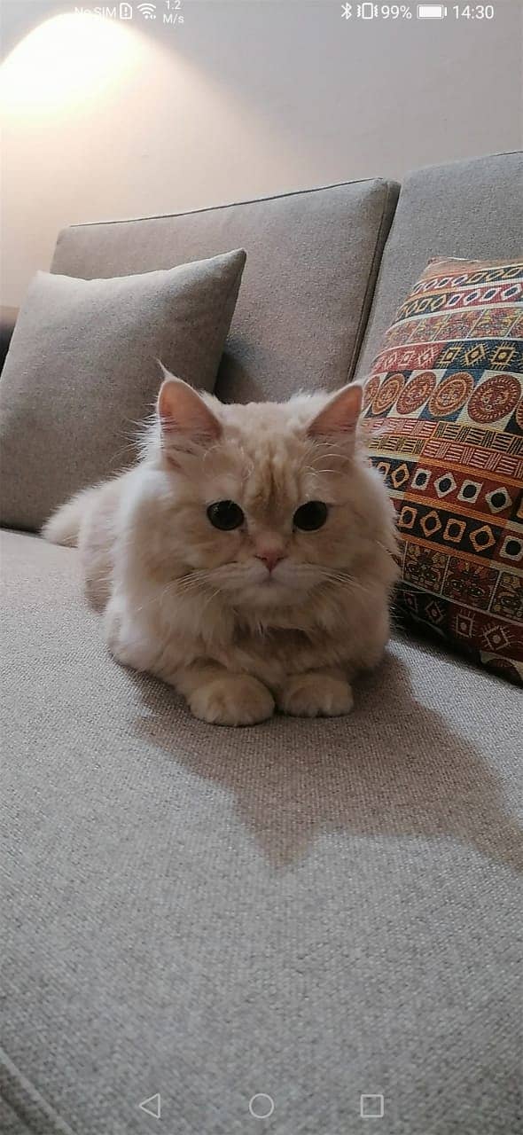 Adorable Persian Triple coat Kitten 0