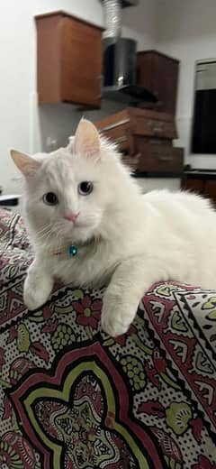 Persian Cat