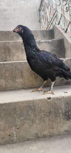 Thai Pkoya Females and chick