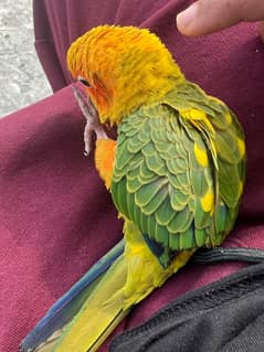 Sun conure for Sale