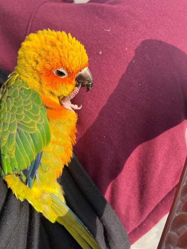 Sun conure for Sale 1