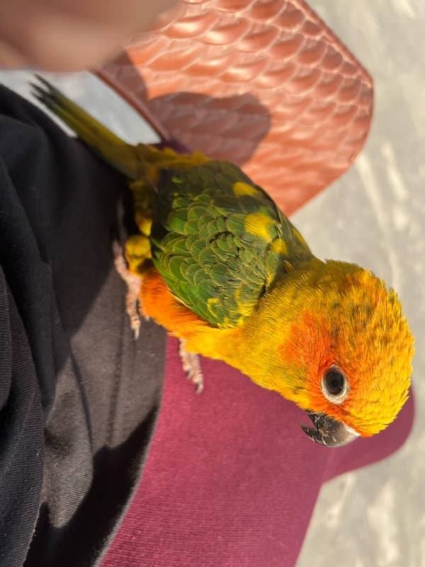 Sun conure for Sale 2