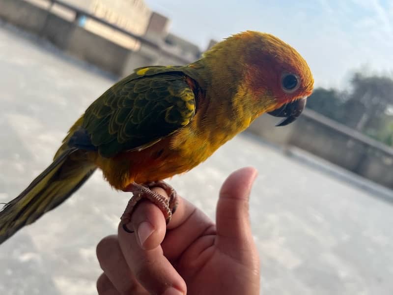 Sun conure for Sale 3