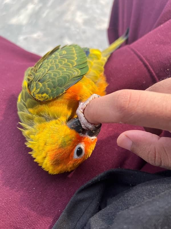 Sun conure for Sale 4