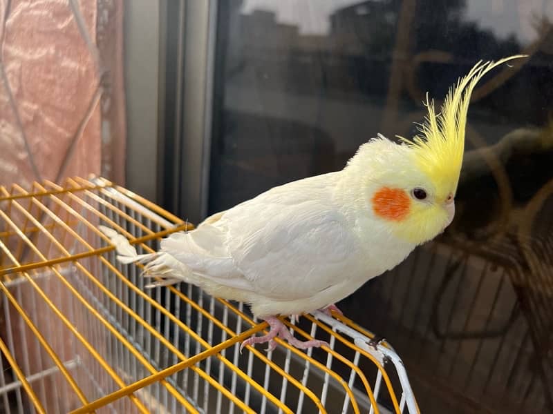 Sun conure for Sale 5