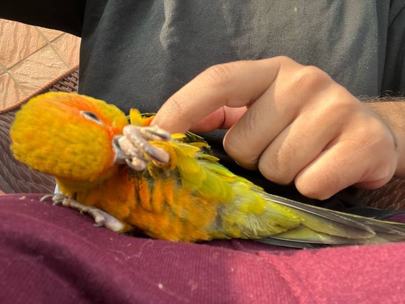 Sun conure for Sale 6