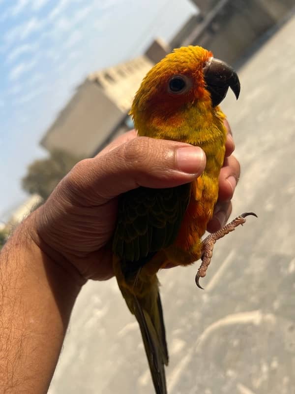 Sun conure for Sale 7