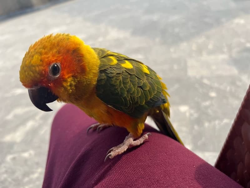 Sun conure for Sale 8