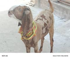 Beetal Bakri For Sale