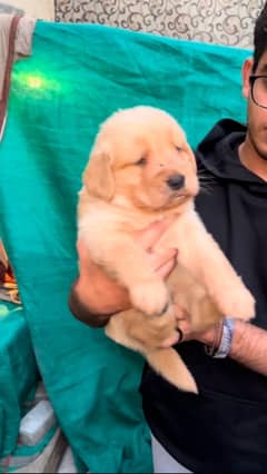 Golden Retriever Puppies Available for sale