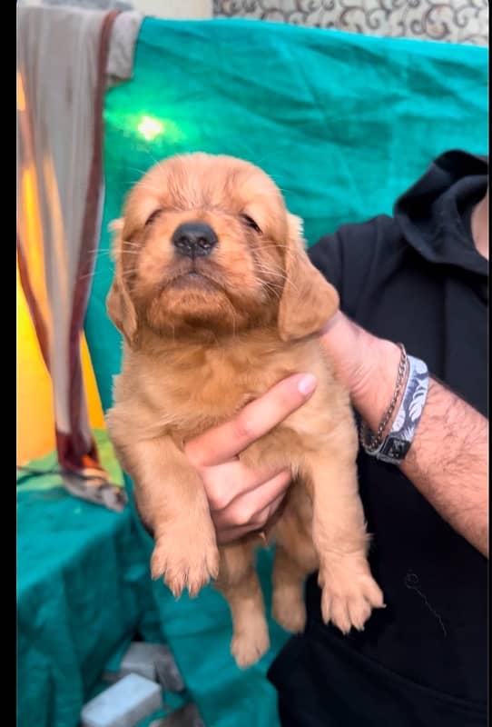 Golden Retriever Puppies Available for sale 1