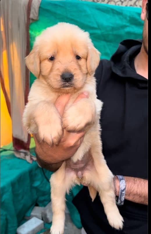 Golden Retriever Puppies Available for sale 2