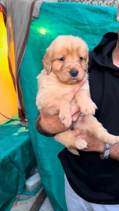 Golden Retriever Puppies Available for sale 3