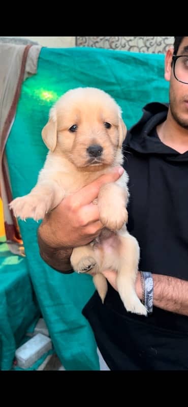 Golden Retriever Puppies Available for sale 4