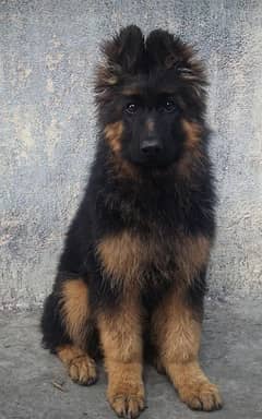 German shepherd female puppy available