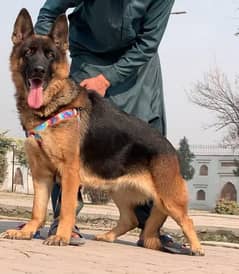 German shepherd double coat confirm breeder female for sale